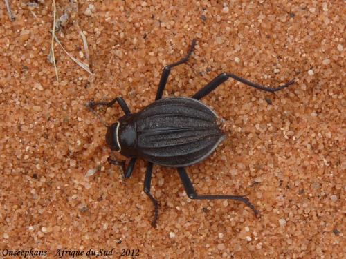 Réf. 135 061 : Onymacris boshimana