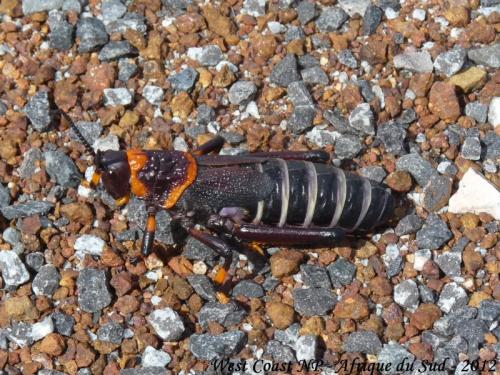Dictyophorus spumans