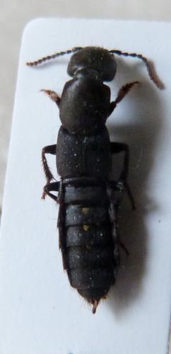 Réf. 135 049 : Ocypus aethiops