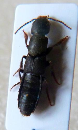Réf. 135 050 : Ocypus aethiops