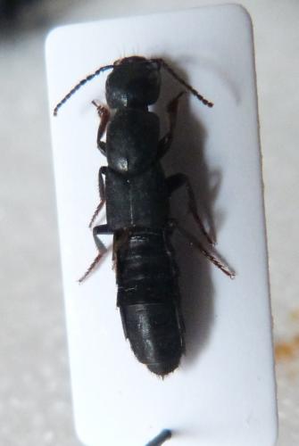 Réf. 135 051 : Ocypus sp.