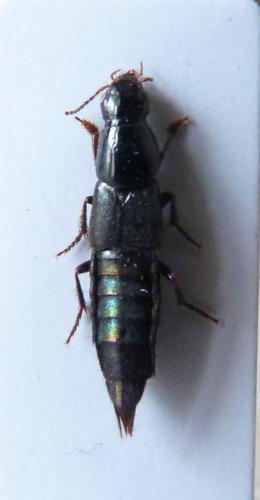 Réf. 135 052 : Quedius sp.