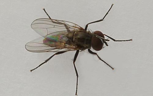Réf. 135 131 : Fannia canicularis