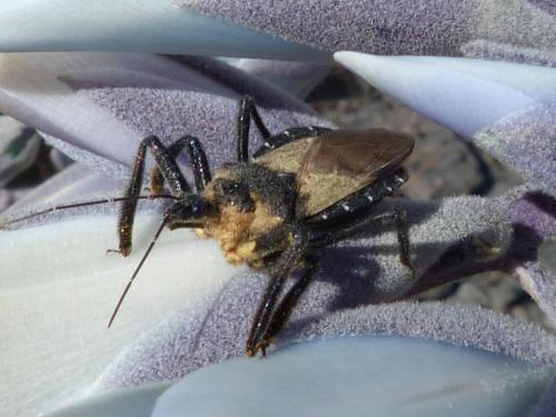 Réf. 135 572 : Apiomerus lanipes