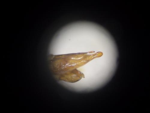 Réf. 135 158 : Calathus cinctus