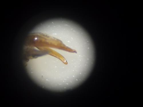 Réf. 135 157 : Calathus cinctus