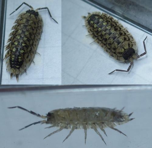 Réf. 135 524 : Porcellio spinicornis