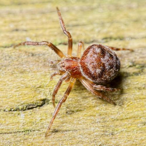 Réf. 135 955 : Araneus sp.