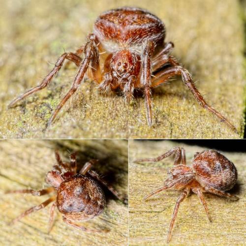 Réf. 135 956 : Araneus sp.