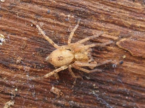 Réf. 135 565 : Anyphaena accentuata