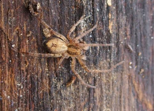 Anyphaena accentuata