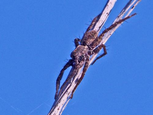 Pardosa sp.