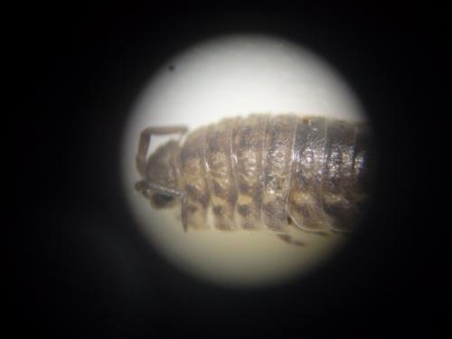 Oniscus asellus