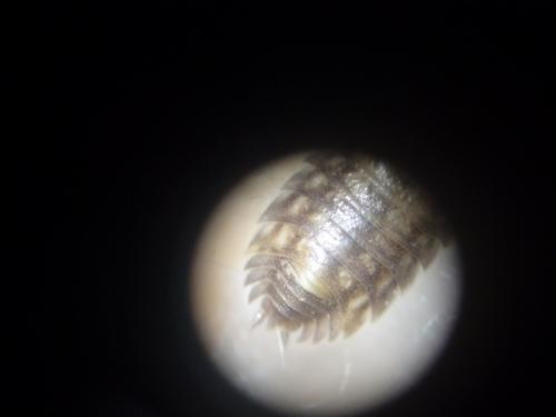 Réf. 135 746 : Oniscus asellus