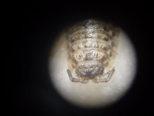 Réf. 135 745 : Oniscus asellus
