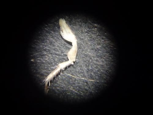 Philoscia affinis