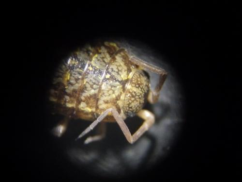 Philoscia affinis