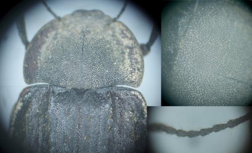 Asida dejeanii
