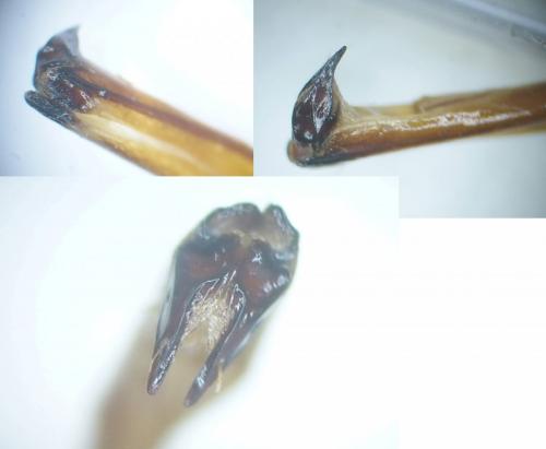 Asida dejeanii