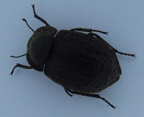 Asida dejeanii