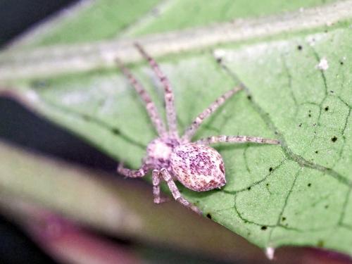 Philodromus sp.