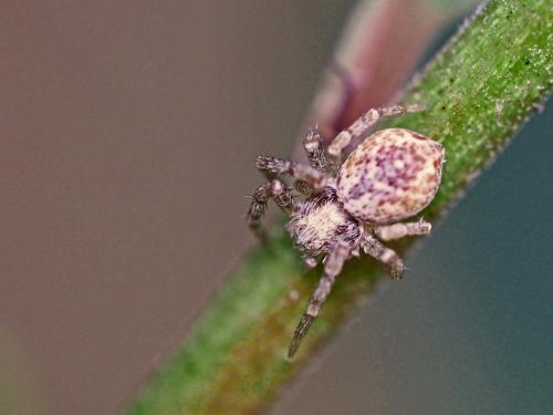 Réf. 135 930 : Philodromus sp.