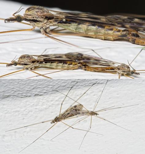 Réf. 135 408 : Tipula rufina