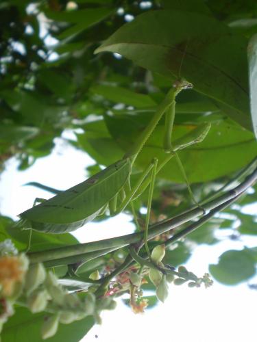 Stagmatoptera binotata