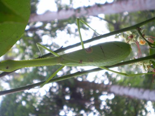Réf. 135 562 : Stagmatoptera binotata