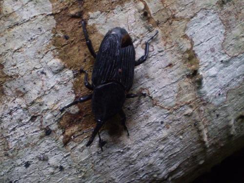 Rhynchophorus palmarum