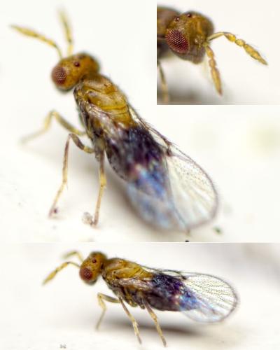 Chaetostricha sp.