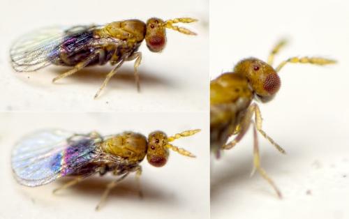 Réf. 135 015 : Chaetostricha sp.