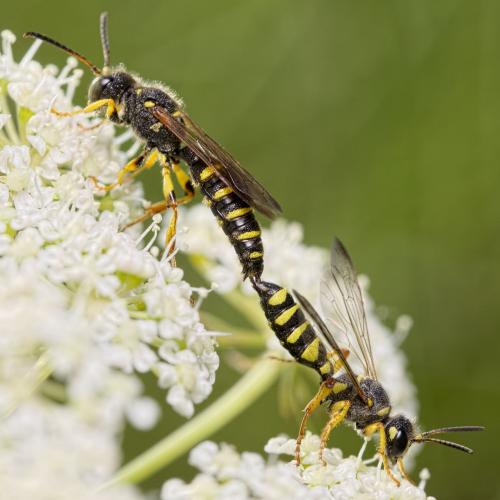 Cerceris arenaria