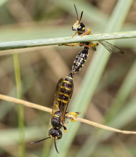 Cerceris arenaria