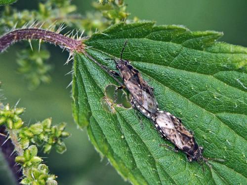 Heterogaster urticae