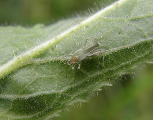 Réf. 135 634 : Dicyphus epilobii
