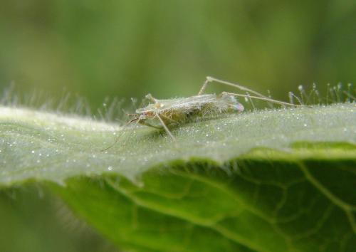 Réf. 135 633 : Dicyphus epilobii