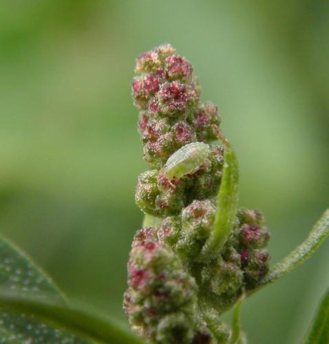 Piesma maculatum