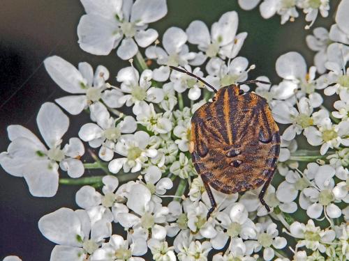Graphosoma italicum
