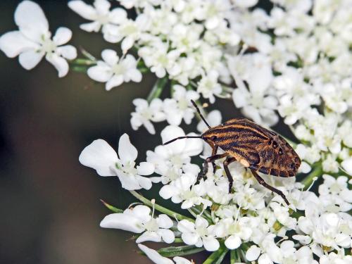 Graphosoma italicum