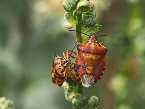 Réf. 135 536 : Carpocoris pudicus