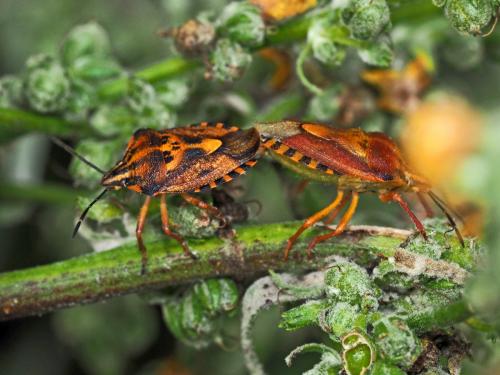 Carpocoris pudicus