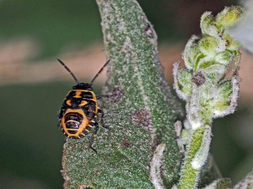 Eurydema oleracea