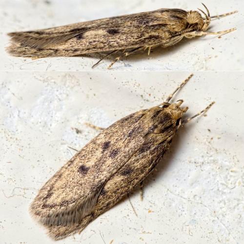 Hofmannophila pseudospretella