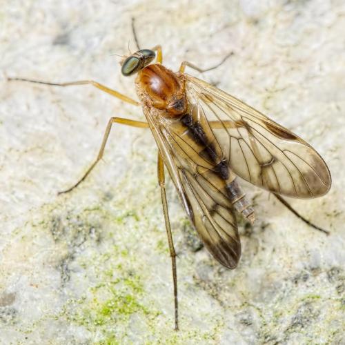 Rhagio strigosus