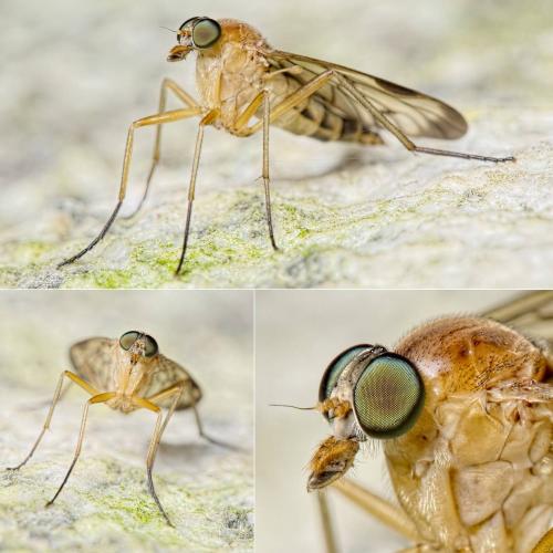 Réf. 135 370 : Rhagio strigosus