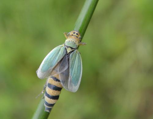 Cicadella viridis