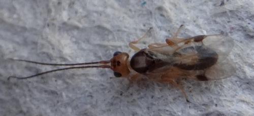 Phanerotoma sp.