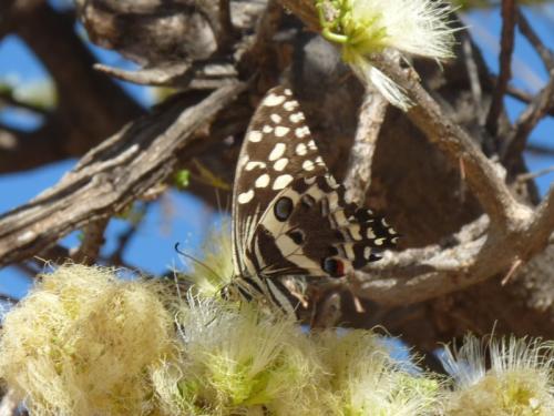 Réf. 135 204 : Papilio demodocus