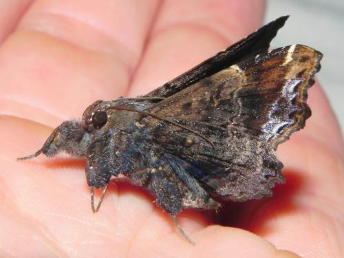 Lacera noctilio
